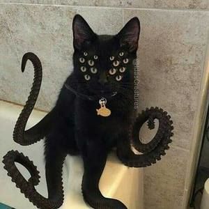 Meet your Posher, Curt